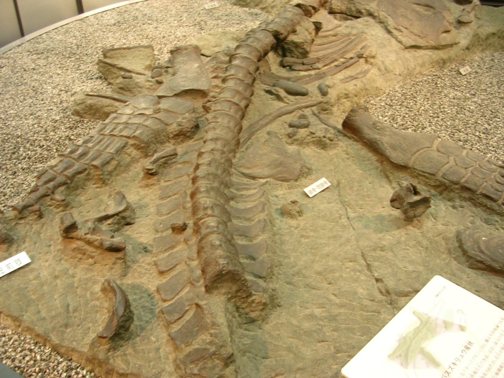 แบบจำลองกระดูกฟุตาบะซอรัส ในพิพิธภัณฑ์วิทยาศาสตร์แห่งชาติญี่ปุ่น (Image credit: Tataroko via Wikipedia)
