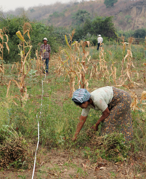 “I am picking peanuts from the edge of this sweetcorn field close to my house. Large fractures appeared in the field during the earthquake, and the bounding fence is now bent.”