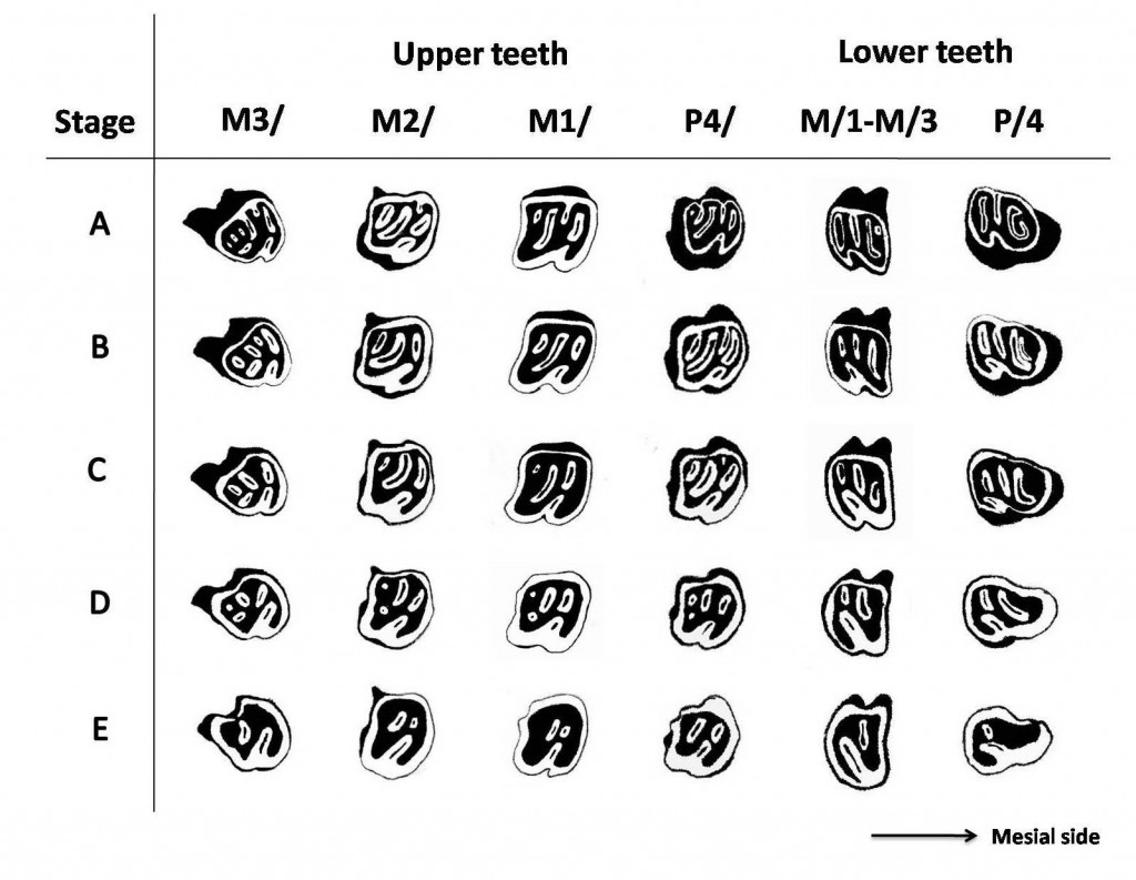 ลักษณะผิวฟันตามระดับการสึกของฟันแต่ละซี่ ผ่านการใช้เทคนิค Micro-CT scan (Suraprasit et al., 2011)