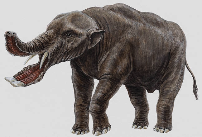 รูปภาพจาก http://dinosaurs.wikia.com/wiki/Platybelodon