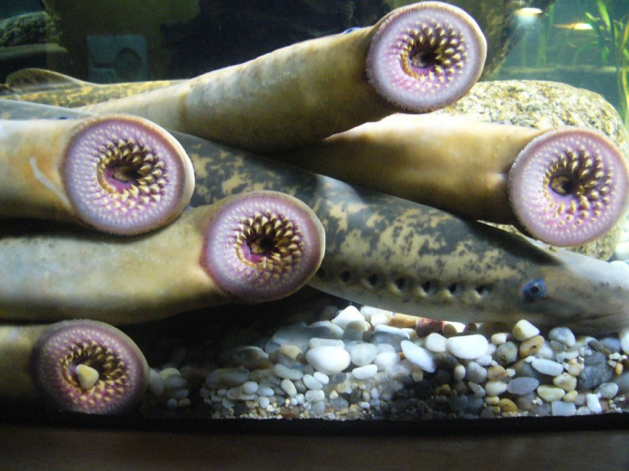 รูปภาพจาก http://www.theepochtimes.com/n2/science/lamprey-inspires-design-of-tiny-living-robot-221701.html