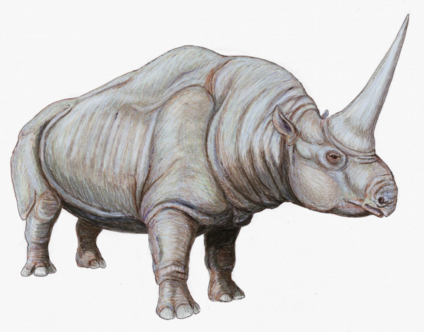 รูปภาพจาก http://en.wikipedia.org/wiki/Elasmotherium
