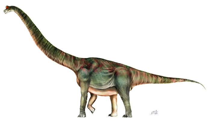 รูปภาพจาก http://unlobogris.deviantart.com/art/Brachiosaurus-altithorax-23846788