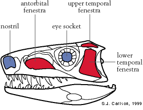 ภาพวาดด้านข้างกะโหลกของอาร์โคซอร์ (Image credit: S.J. Carlson, 1999)